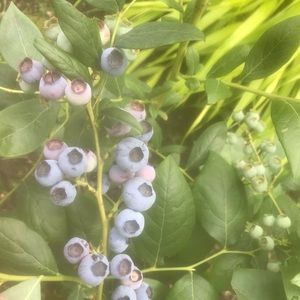 Meet your Posher, Diane